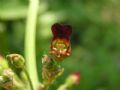 Scrophularia auriculata